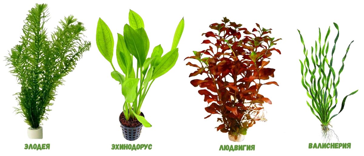 Довольно распространённые аквариумные растения