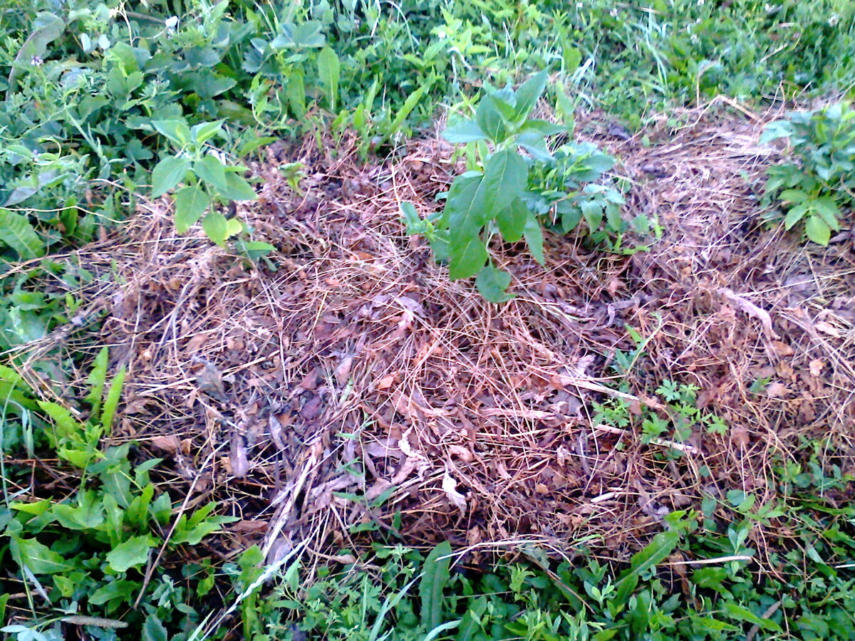 28 июля 2021 года. Топинамбуры и картофель какие-то карликовые…