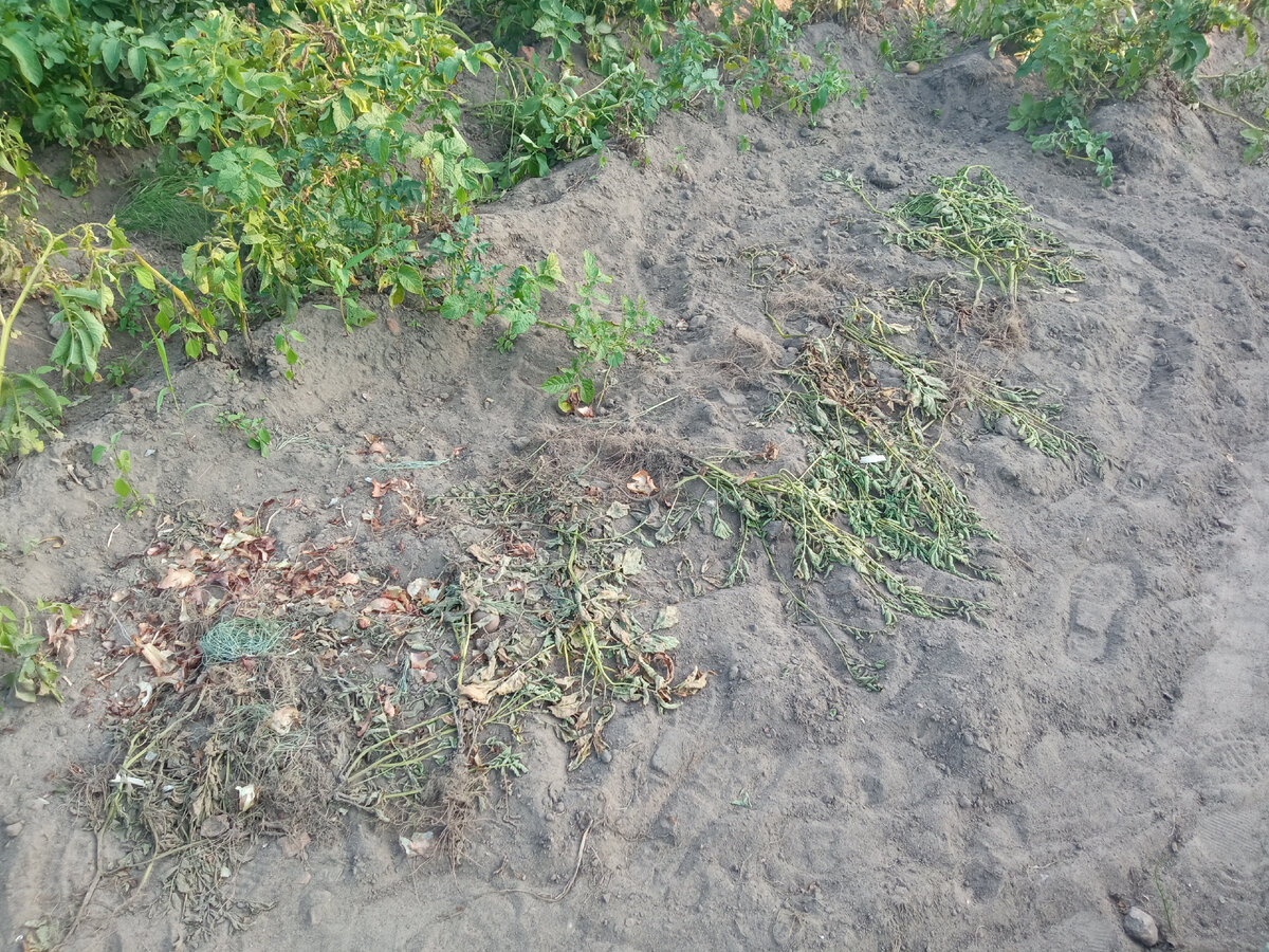 Ботва картофеля после копки