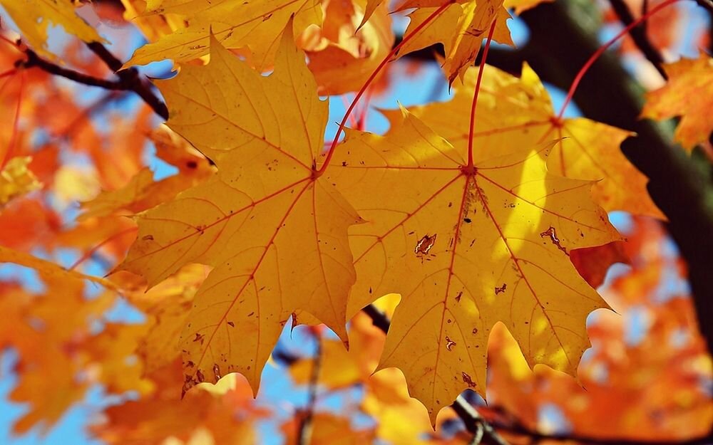 Яндекс.Картинки