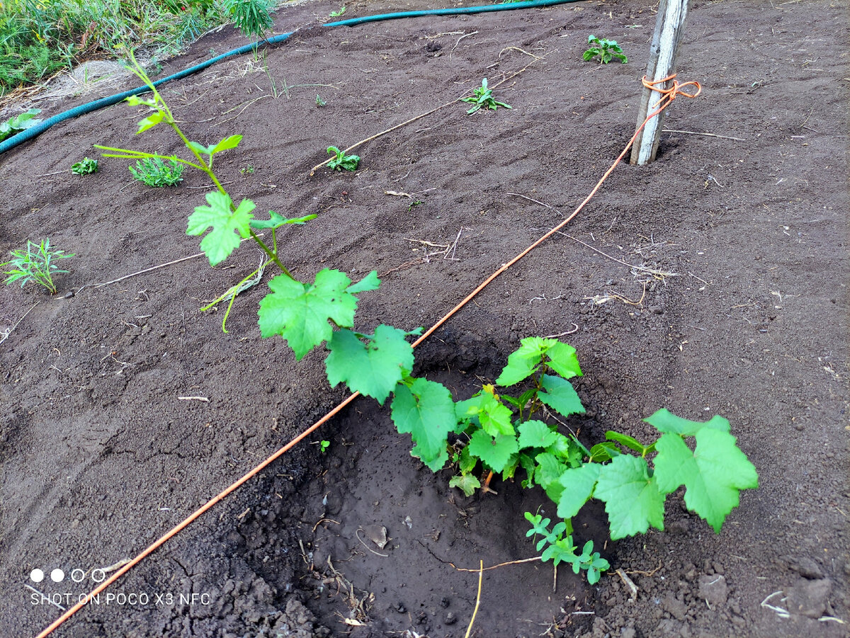 Этот кустик посажен 5 июля. Прирост составил больше полутора метров, и если приглядеться - внизу уже наблюдается начало вызревания лозы