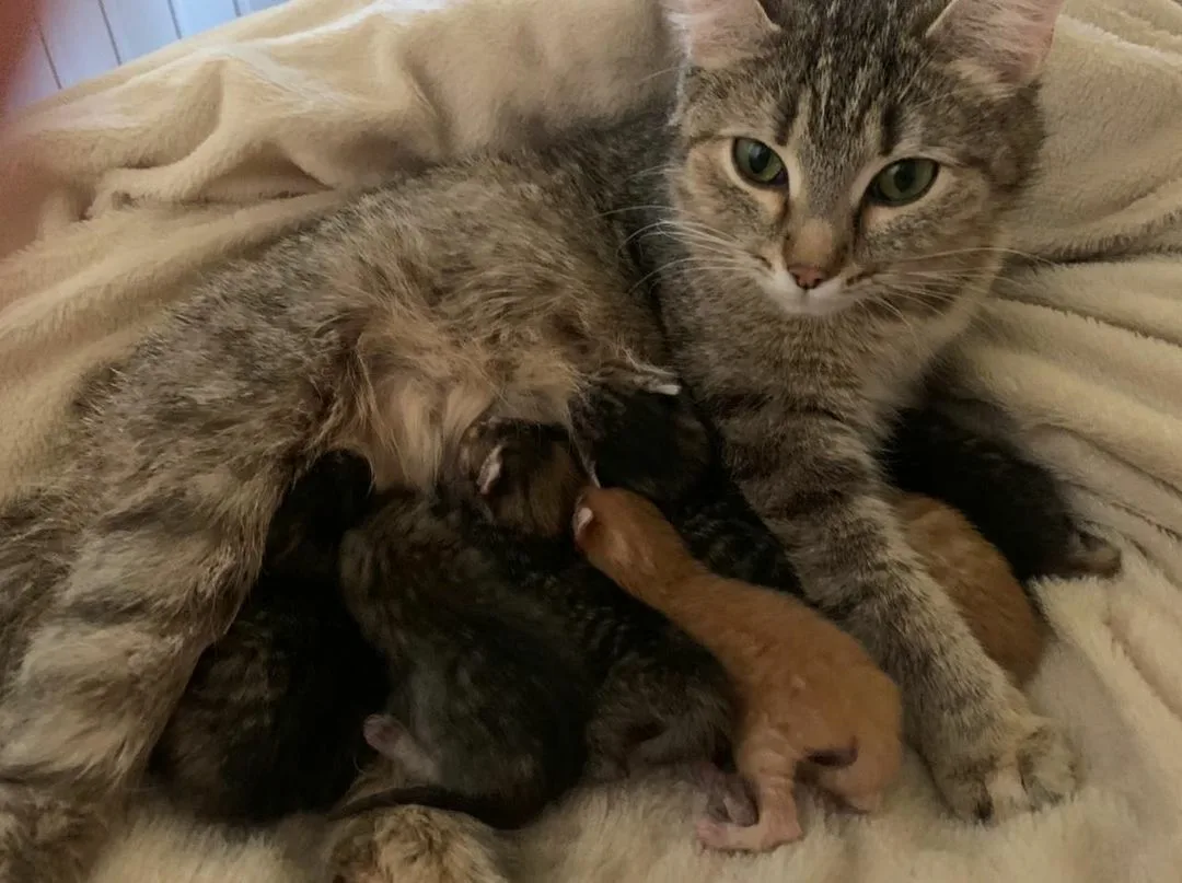 🐱В каком возрасте можно забрать котенка от мамы-кошки | Нос, хвост, лапы |  Дзен