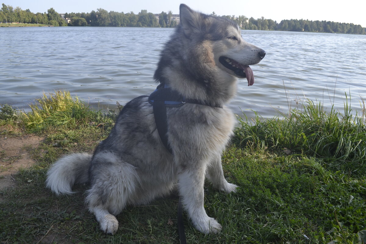 Фото автора. Аляскинский маламут по кличке Юкки)