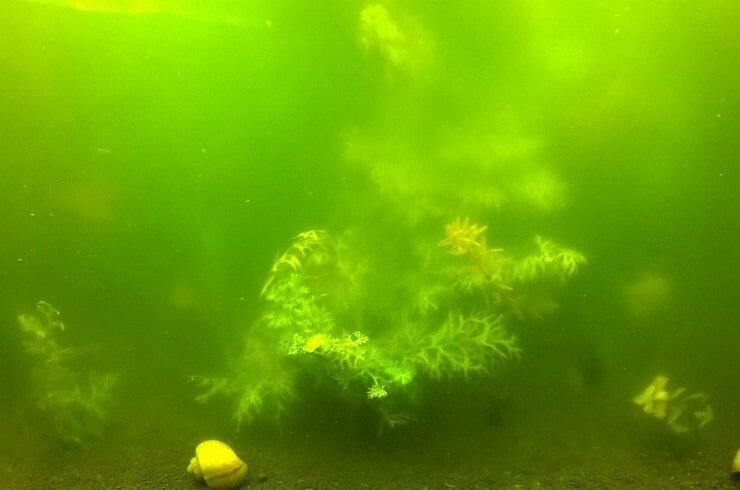 Мутная вода в аквариуме