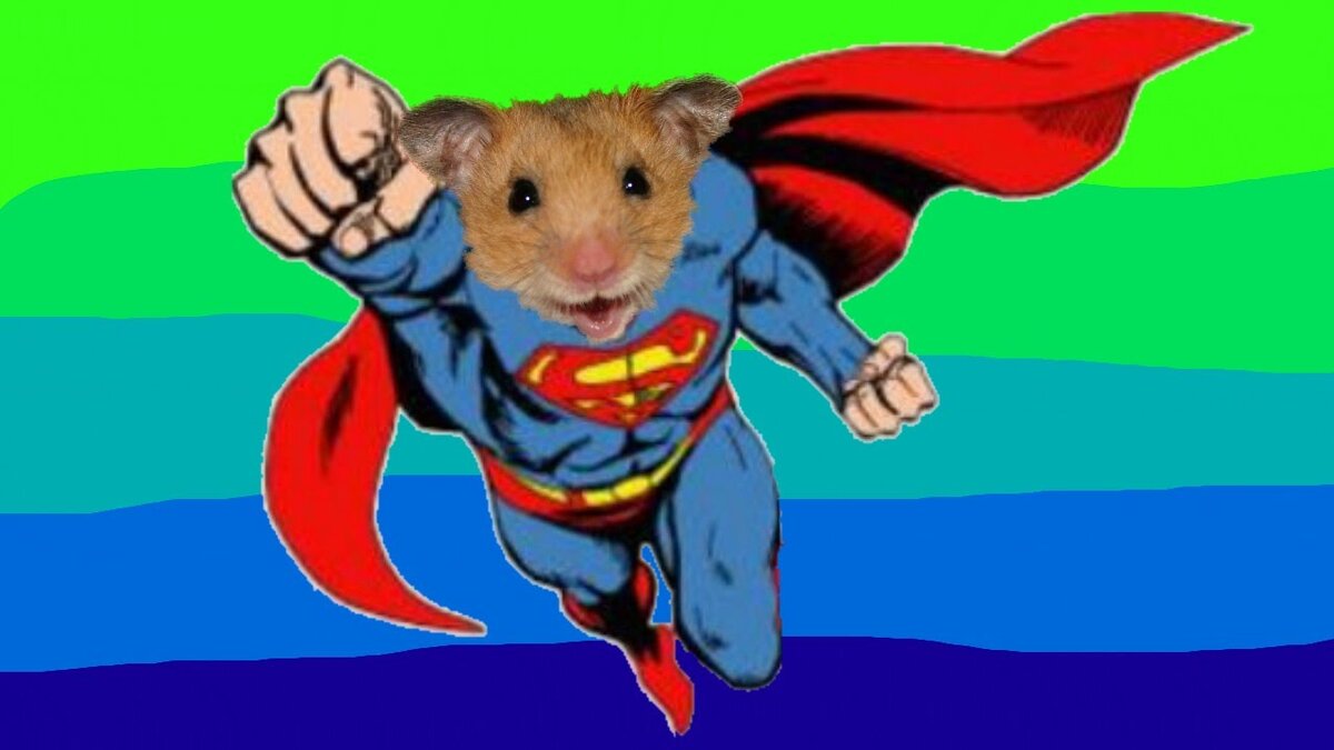 Хомяк, когда осознал свою компетентность 