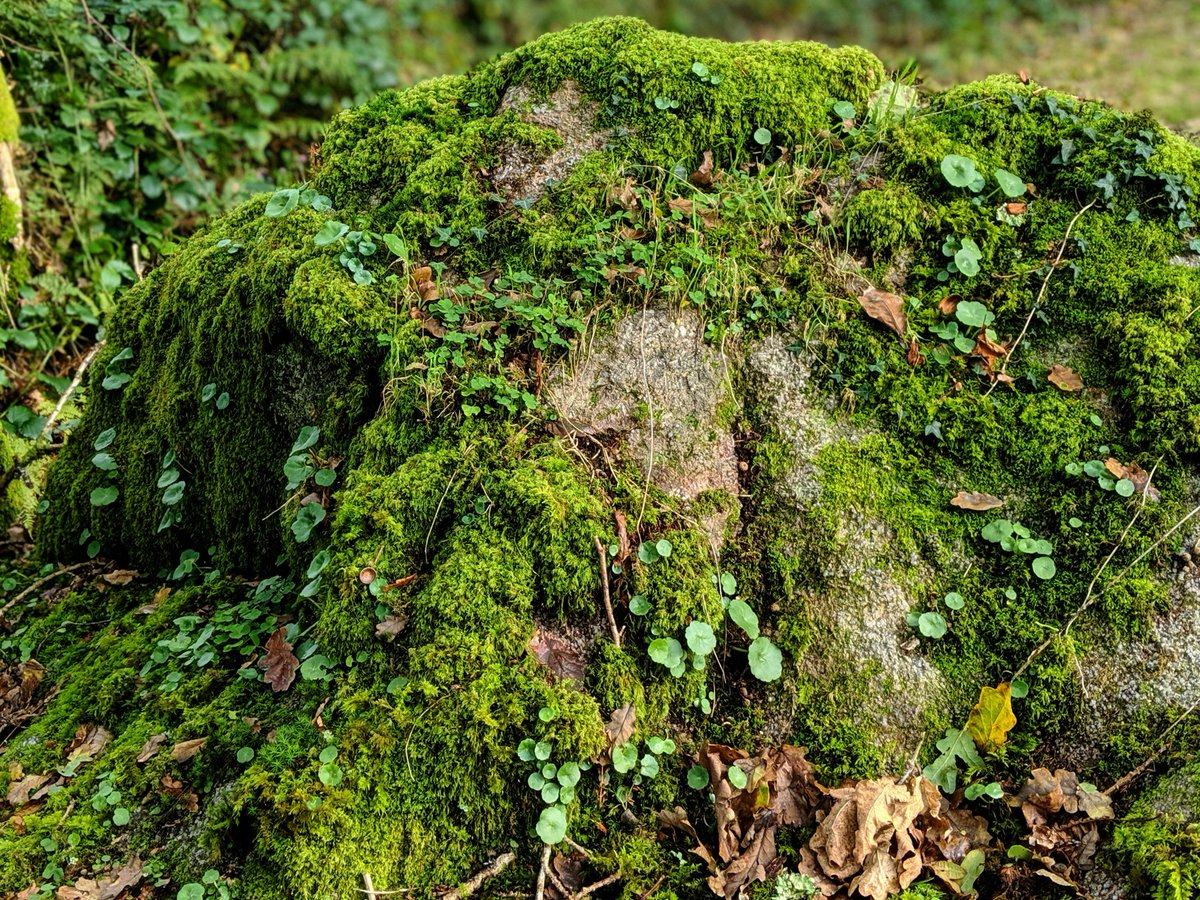 Яндекс Картинки