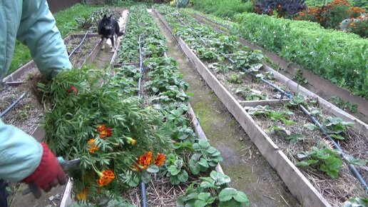 Клубника. Уход после сбора урожая и осенью, подготовка к зиме. Бархатцы для мульчирования клубники.