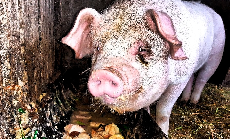 Вот оно, поросячье счастье! Фото https://volonter61.ru/raznoe/svini-rastut-ploho-4-prichiny-pochemu-ne-rastut-porosyata-zhivotnovodstvo.html