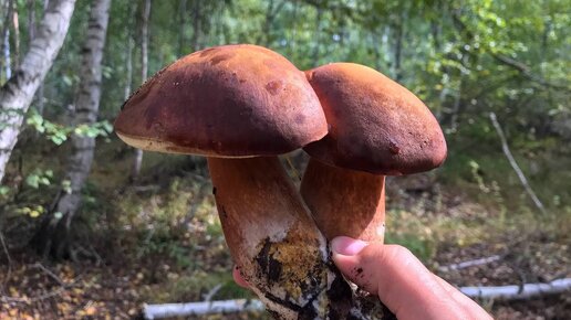 Польские и Белые в сентябре 🍄 Как распознать грибы