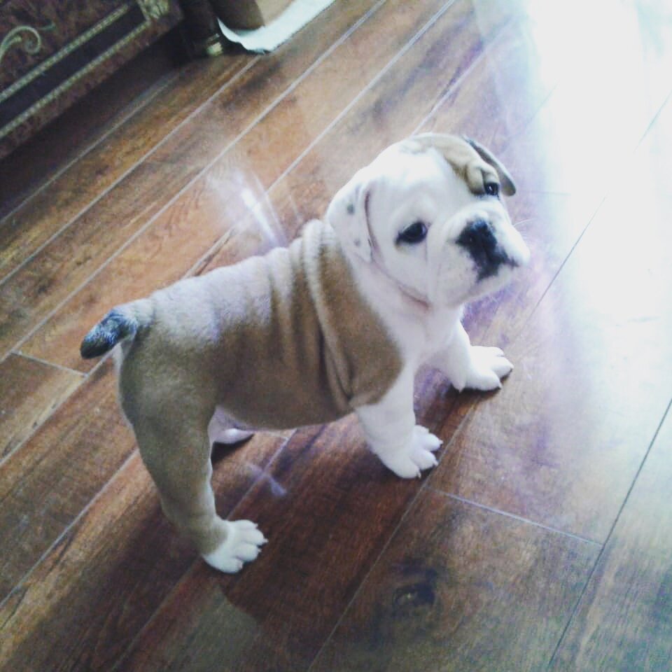 Щенок английского бульдога Вин Аджи