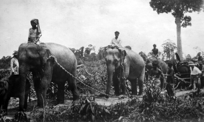 Конец 19 века. Транспортировка горношахтного оборудования упряжкой слонов на Пхукете. Источник: th.novostiphuketa.com