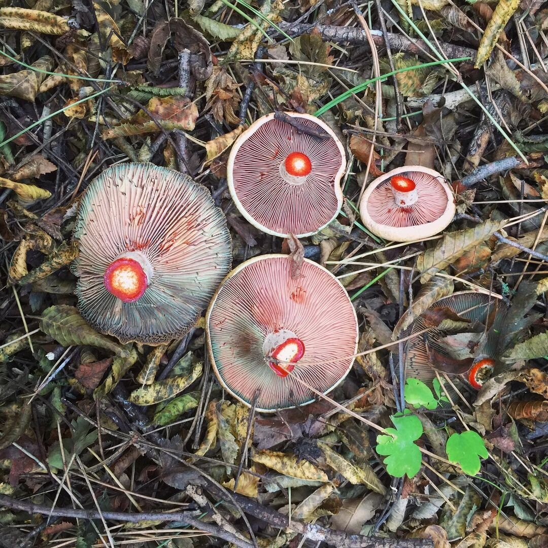 Рыжик сосновый