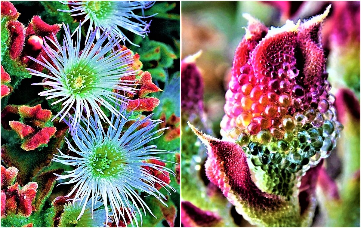  Хрустальная трава. Фото с сайта: https://clck.ru/YfTxG.