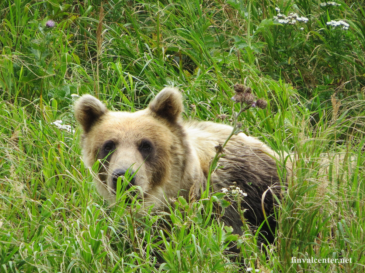 Бурые медведи на Курилах тоже необыкновенные ( о них у меня есть отдельный рассказ)