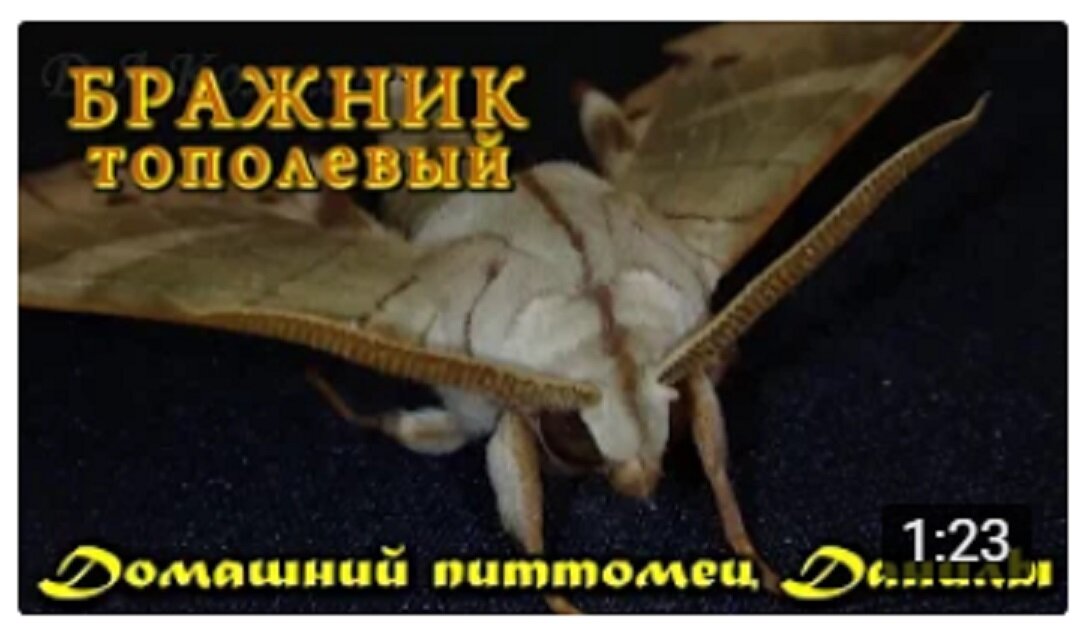 Тополевый бражник