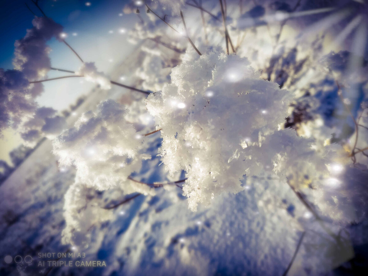 И снова сухостой. 