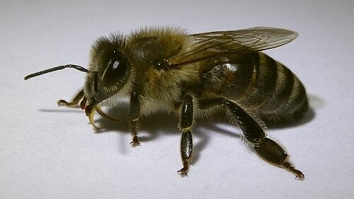 карпатская пчела