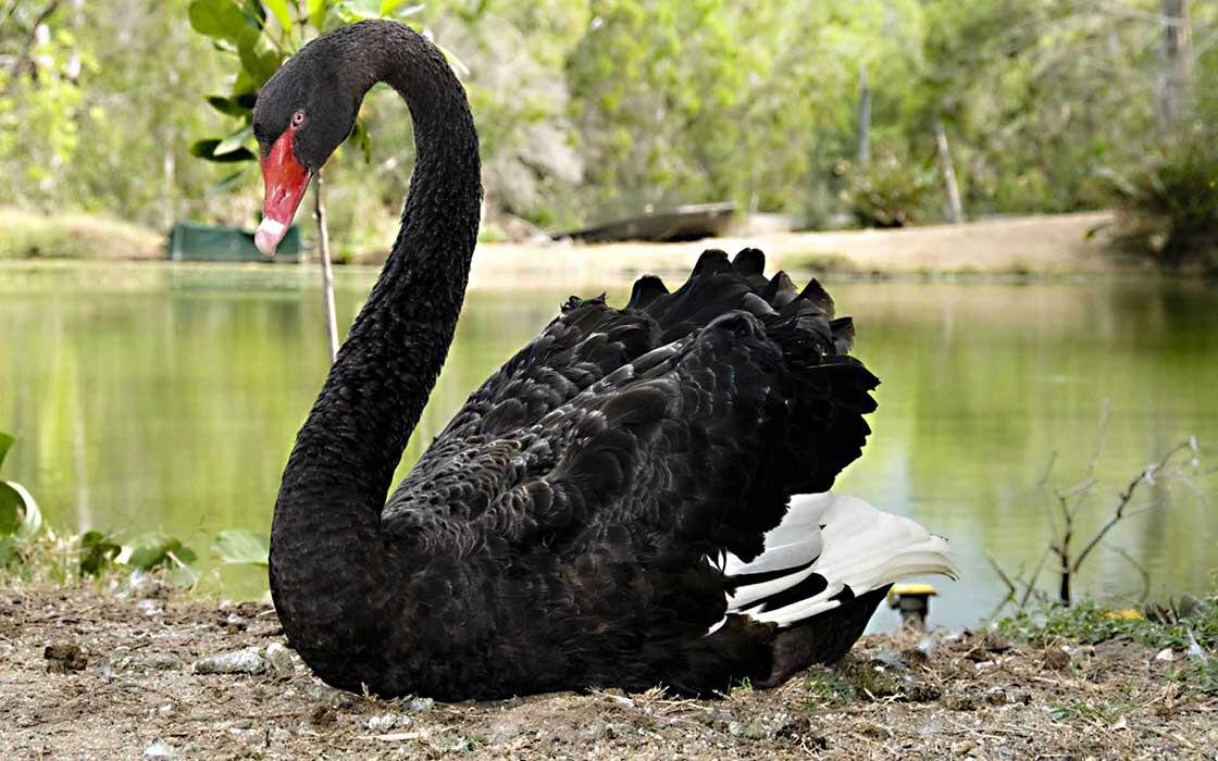 Источник: www.mirplaneta.ru