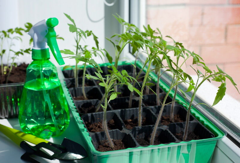 Выращивание рассады помидоров в домашних условиях, в теплице, в открытом грунте :: slep-kostroma.ru