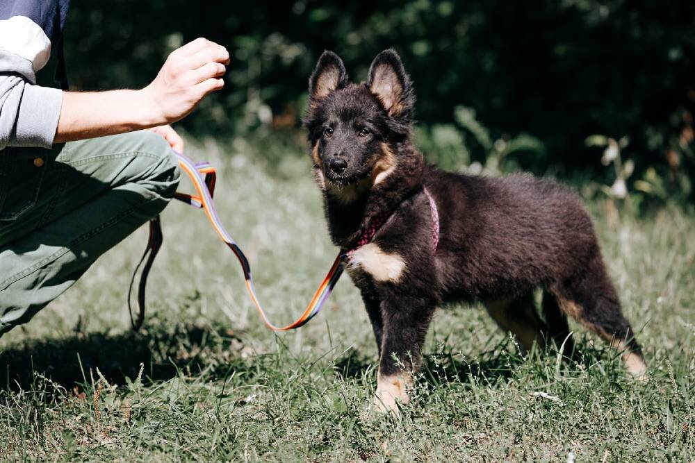 Такой Эви была в приюте…