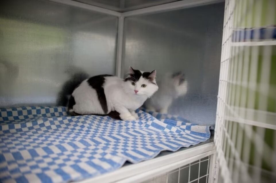 Вольер не пустует, но и переполненным не бывает