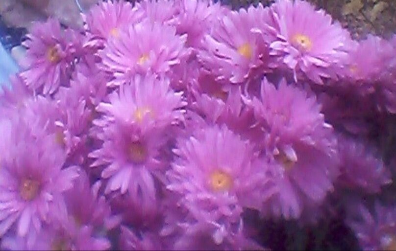 Вот такие красавицы мне понравились