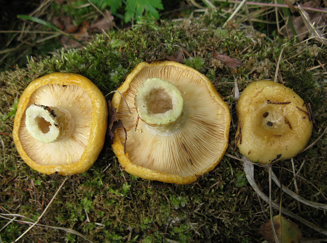 Грузди фото и описание. Груздь жёлтый Lactarius scrobiculatus. Lactarius scrobiculatus. Пластинчатые грибы грузди. Еловый желтый груздь.