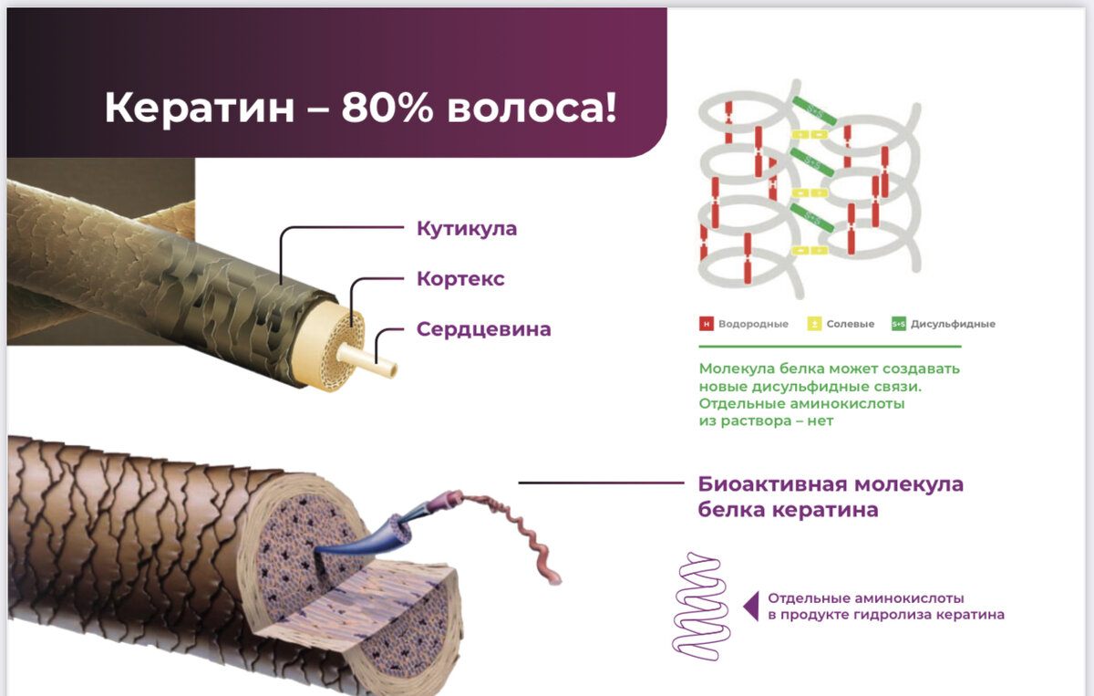 Структура волоса 