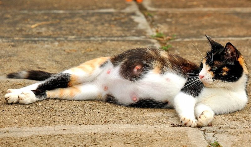 Как выглядит живот беременной кошки Сколько котят может родить кошка и другие вопросы об "интересном положении" 