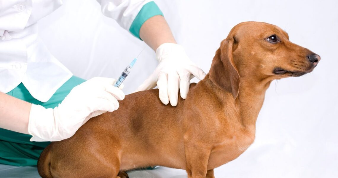 Как научиться делать уколы собаке? | Капитан Рыжебород | Дзен