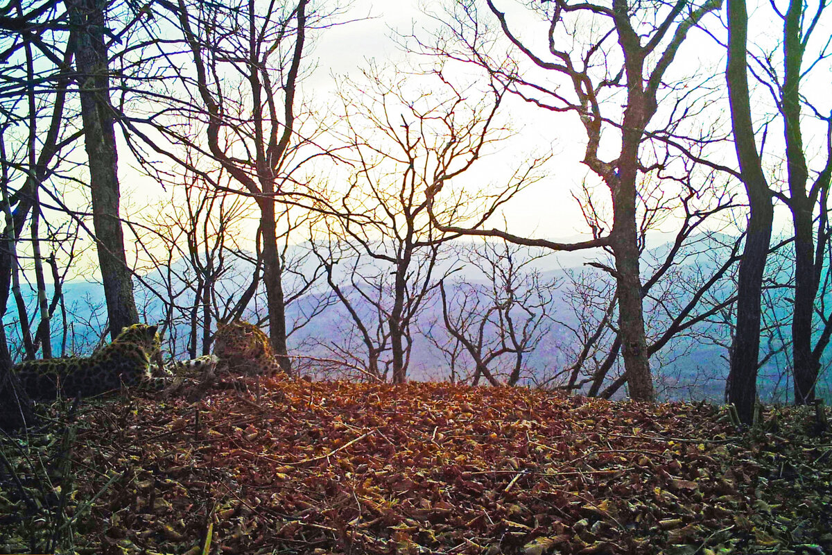 Глаза в глаза. Фото отдела науки "Земли леопарда"