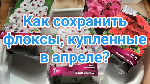 Как сохранить флоксы, купленные в апреле