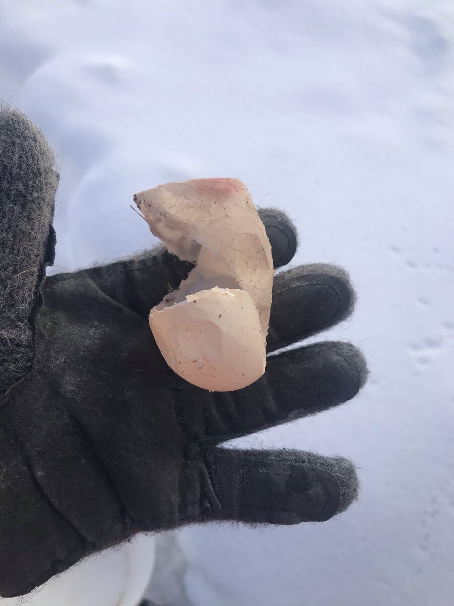 Мягкая скорлупа