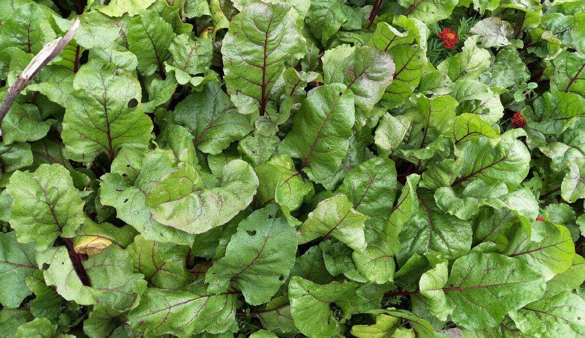 Свекла - семейство маревых, ее можно сажать после капусты