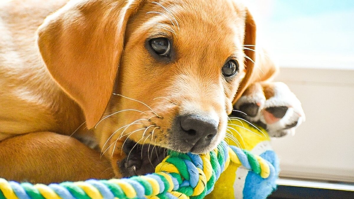 Пошаговая инструкция, как отучить щенка кусаться? | Dog Breeds | Дзен