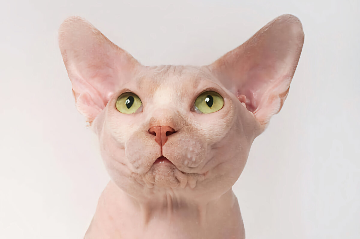 Если не готовы обеспечить подобные условия, лучше не заглядываться на бамбино.