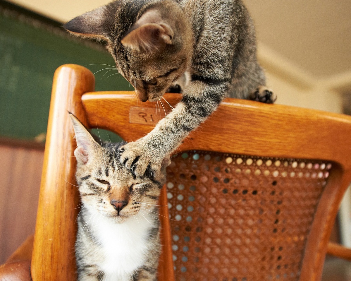 Смешные кошки)