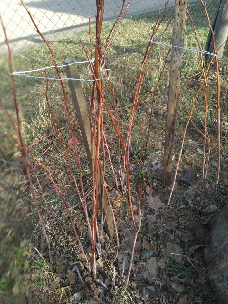 Мульчируем междурядья 