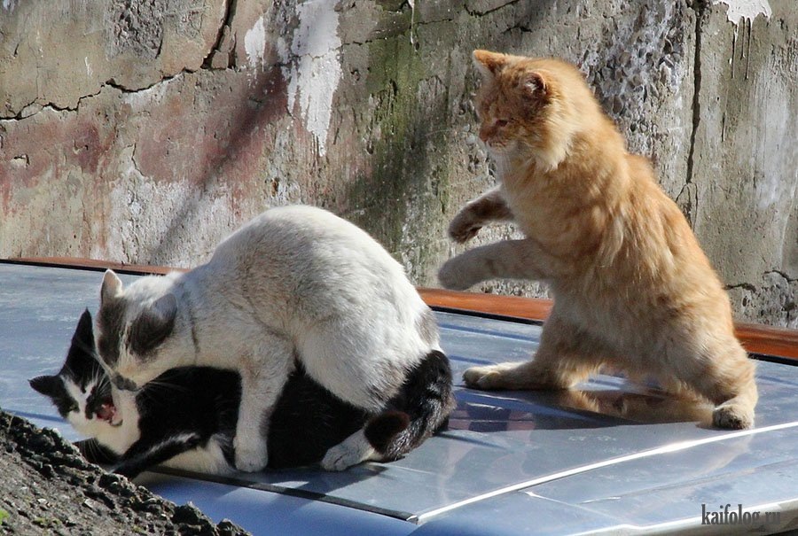 Новые приколы с котами, Ржака до слез, коты, кошки.