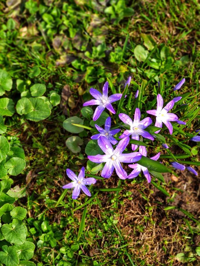 Судя по крикам моих коллег фотографов, это печеночница. Несмотря на такое гастрономически- анатомическое название, она самая настоящая красавица