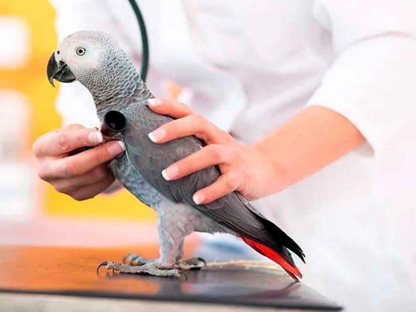 Прием у орнитолога