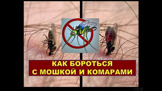 Как защититься от укусов насекомых: советы врача