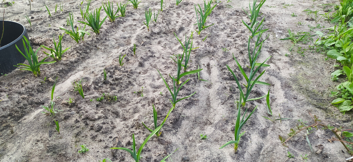 Лук и чеснок в открытом грунте на 2 мая