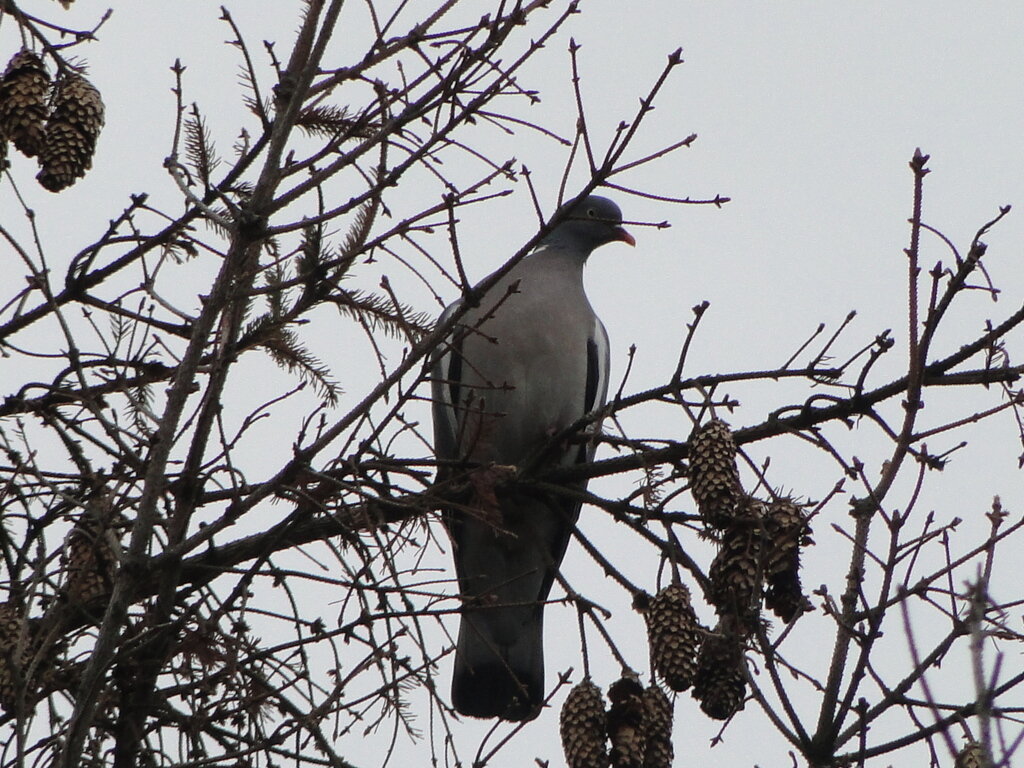 Вяхирь/Columba palumbus. Страшевичи. 24.04.2022