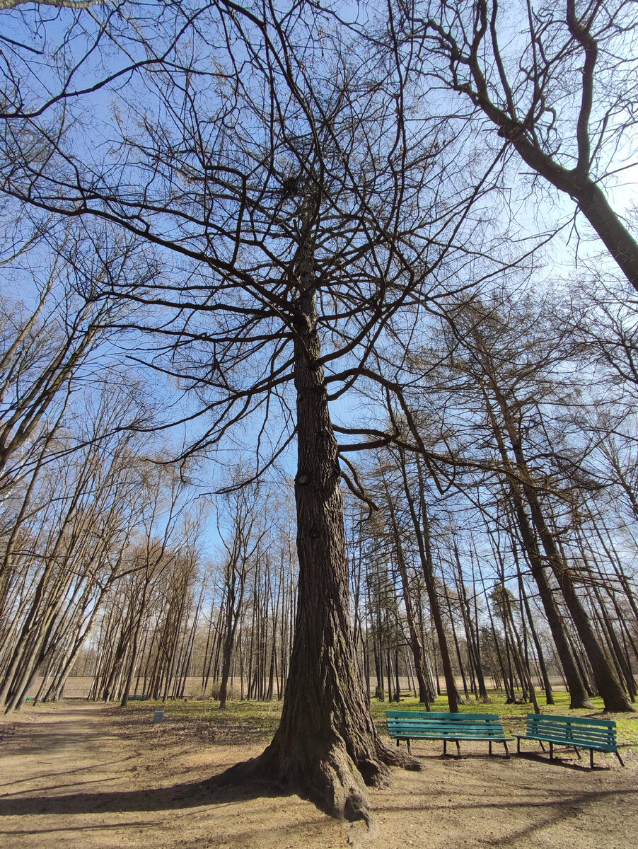 Лиственница в Удельном парке