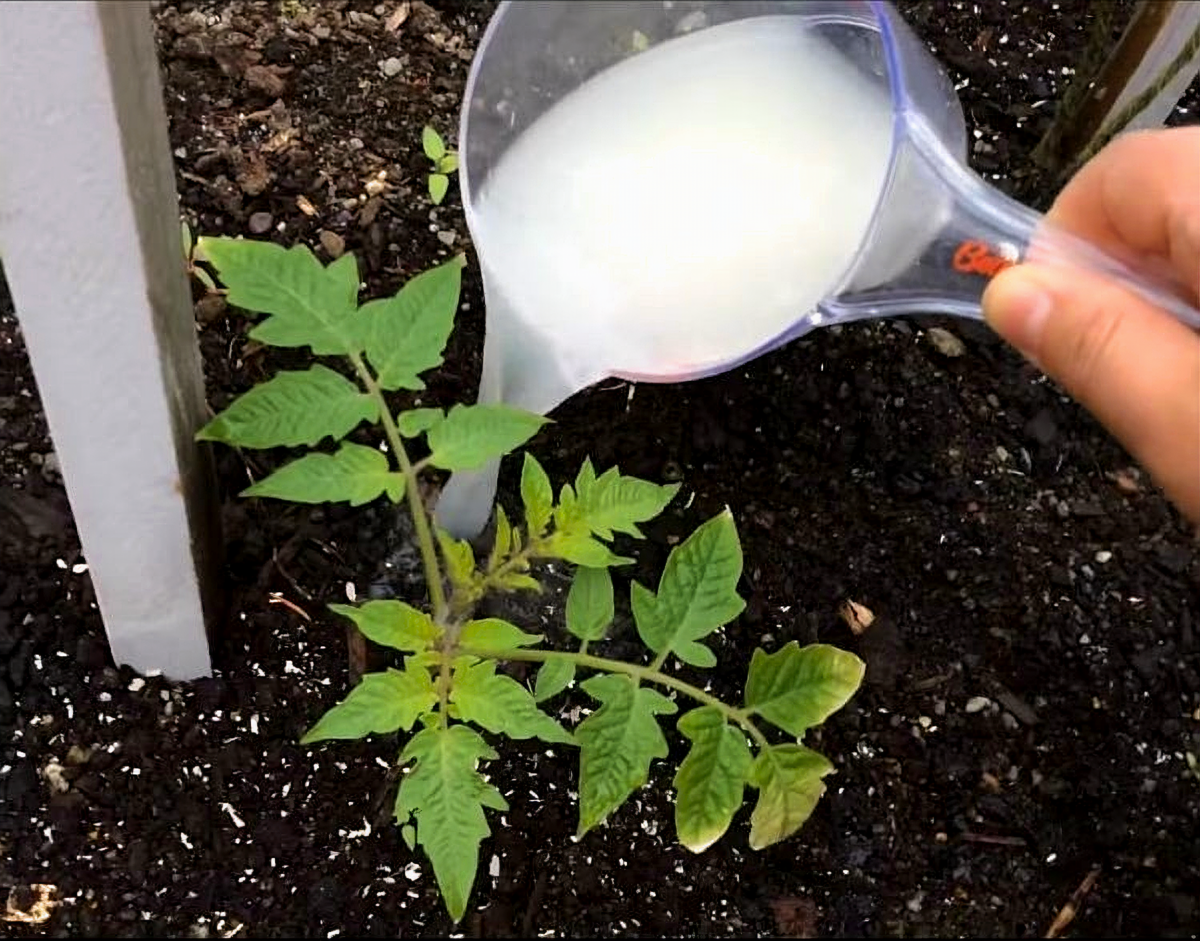 Чем полить рассаду помидор чтобы росли. Подкармливаем рассаду. Подкормка рассады. Поливать рассаду. Удобрение для рассады томатов.