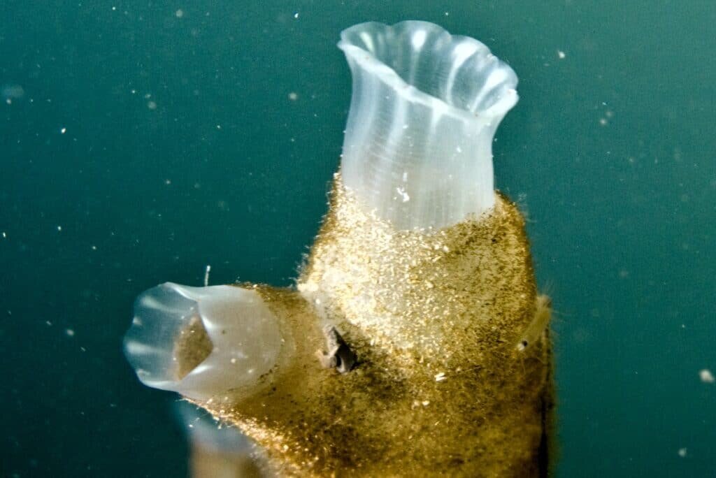    Взрослые оболочники Ciona intestinalis мало похожи на хордовых животных