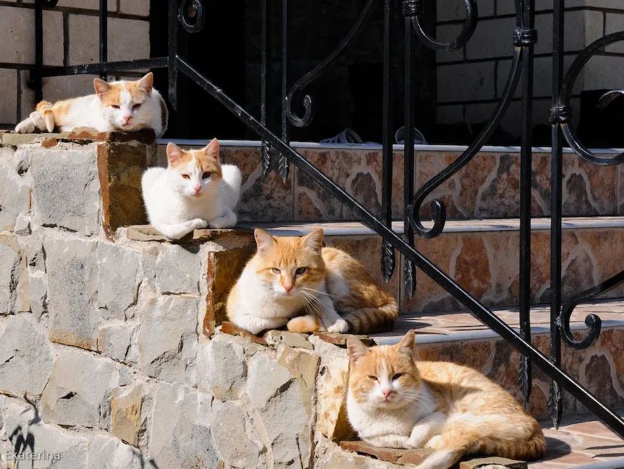 Пришла кошка с котятами. Котик на лестнице. Котики на крыльце. Мартовские коты. Кошки сидят в ряд.