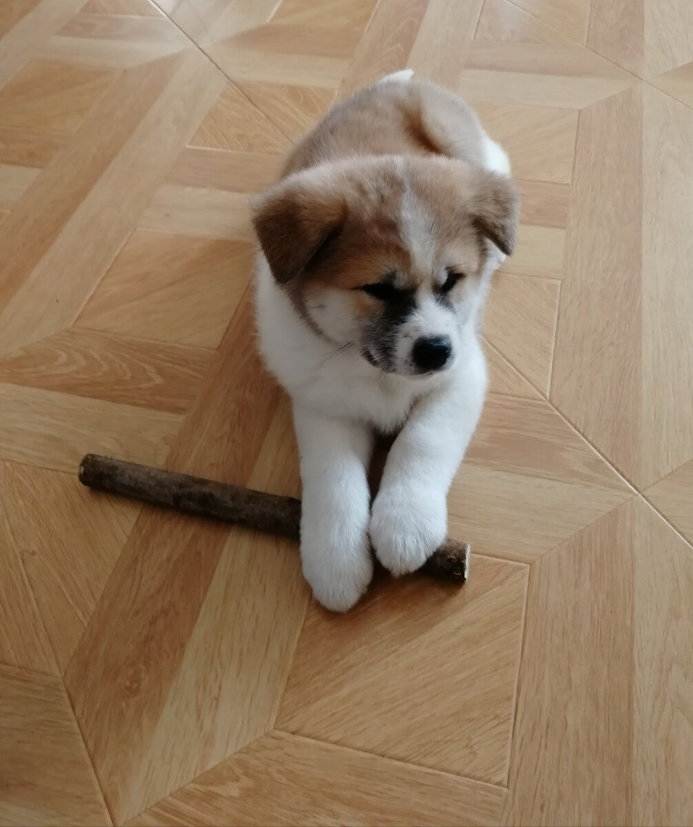 1 месяц
