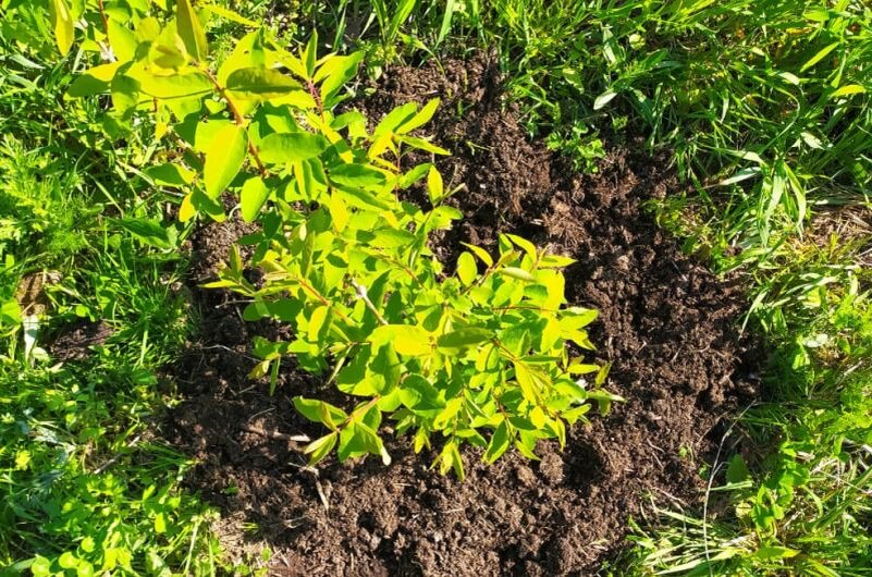 Мульчировала молодой куст жимолости.